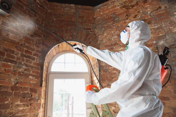 Best Water Damage & Mold Remediation  in Salix, PA